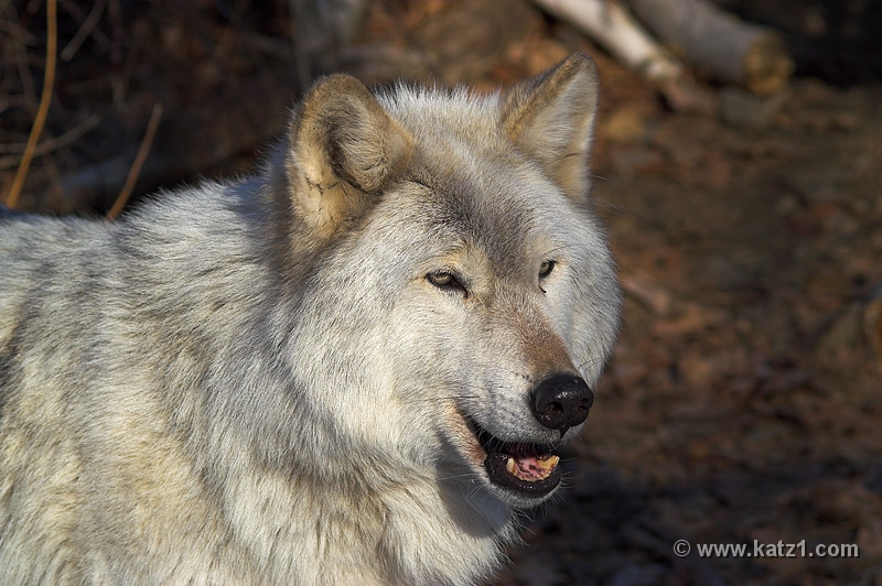 Arctic Wolf 025